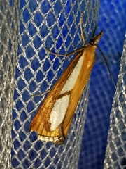 Catoptria conchella