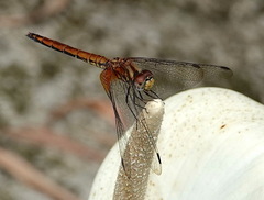 Trithemis aurora