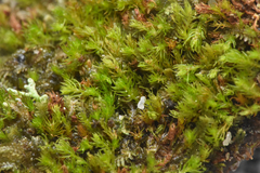 Takakia ceratophylla