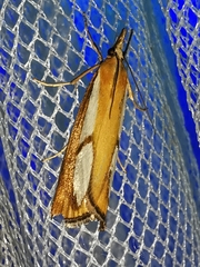 Catoptria conchella