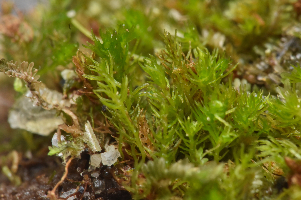 Takakia ceratophylla from Hakai Lúxvbálís, Central Coast, British ...