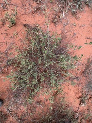 Melhania oblongifolia
