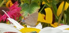 Satyrium calanus