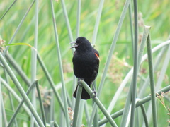 Agelaius phoeniceus caurinus