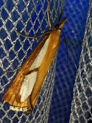 Catoptria conchella