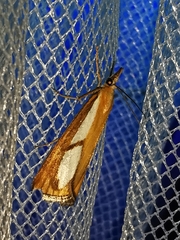 Catoptria conchella