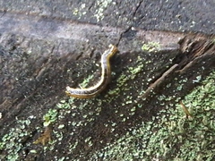 Nepytia pellucidaria