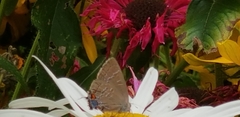 Satyrium calanus