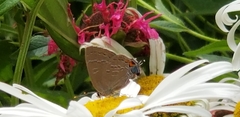 Satyrium calanus