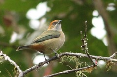 Stilpnia peruviana