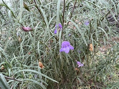 Eremophila gilesii
