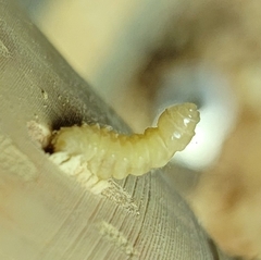 Placosternus difficilis