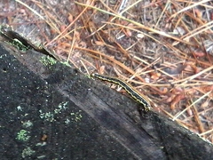 Nepytia pellucidaria