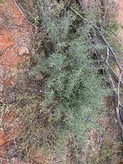 Eremophila gilesii