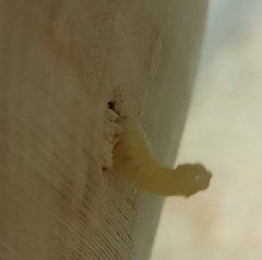 Placosternus difficilis