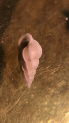 Epitoniidae