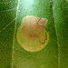 Sycamore Leaf Blotch Miner - Photo (c) Caleb Wardlaw, some rights reserved (CC BY-NC), uploaded by Caleb Wardlaw