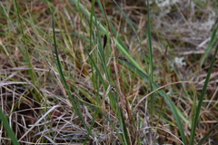 Carex pluriflora