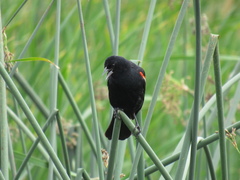 Agelaius phoeniceus caurinus