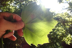 Ectoedemia platanella