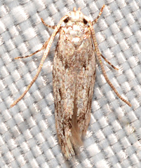 Mompha brevivittella