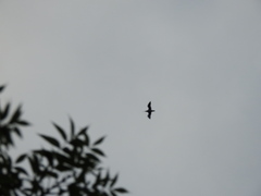 Haematopus ostralegus