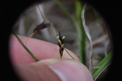 Carex pluriflora