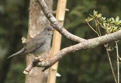 Turdus subalaris