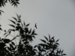 Haematopus ostralegus