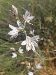 Asphodelus tenuifolius