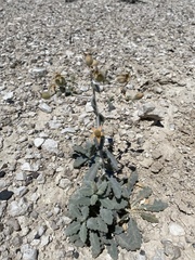 Mentzelia leucophylla