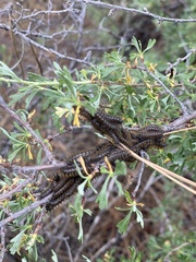 Hemileuca eglanterina