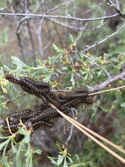 Hemileuca eglanterina