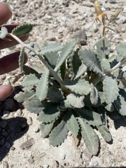 Mentzelia leucophylla