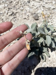 Mentzelia leucophylla