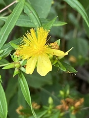 Hypericum frondosum