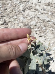 Mentzelia leucophylla