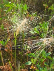 Poaceae