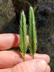 Agropyron desertorum