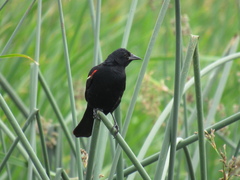 Agelaius phoeniceus caurinus