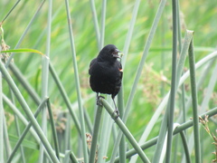 Agelaius phoeniceus caurinus