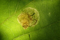 Ectoedemia platanella