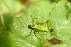 Andreiniimon nuptialis