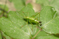 Andreiniimon nuptialis