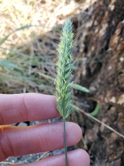 Agropyron desertorum