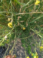 Brassicaceae