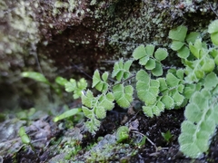 Adiantum excisum