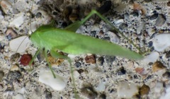 Anaulacomerina