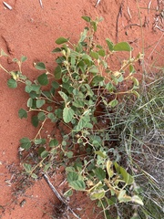 Melhania oblongifolia