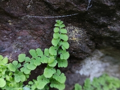 Adiantum excisum